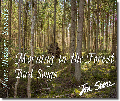 Pure Nature Sounds Morning in the Forest Bird Songs by Jon Shore